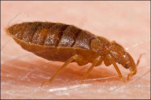bedbug