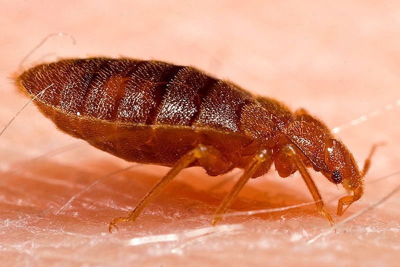 Bed bugs get on 2024 dogs