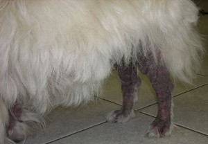 800px-Sarcoptes-Mange-Dog