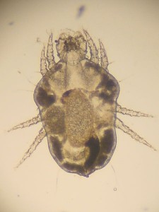 450px-Cheyletiella_Raubmilbe_2