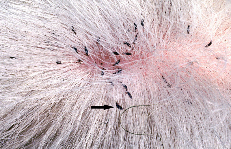 Cat 2025 louse treatment