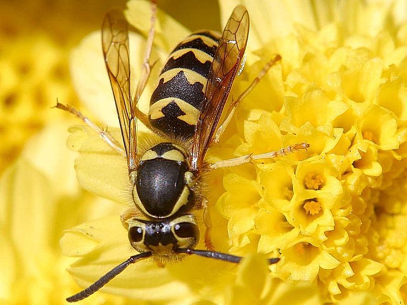800px-Wasps_hornets_insect