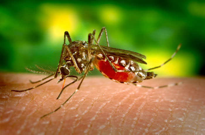 Aedes_aegypti_bloodfeeding_CDC_Gathany