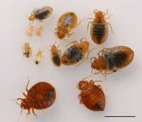 H & 2025 m bed bugs