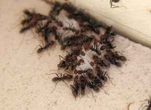 Ants_eating