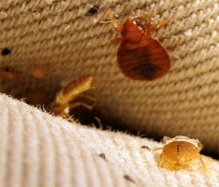 BB_UnderCovers – Bedbugs what you need to know