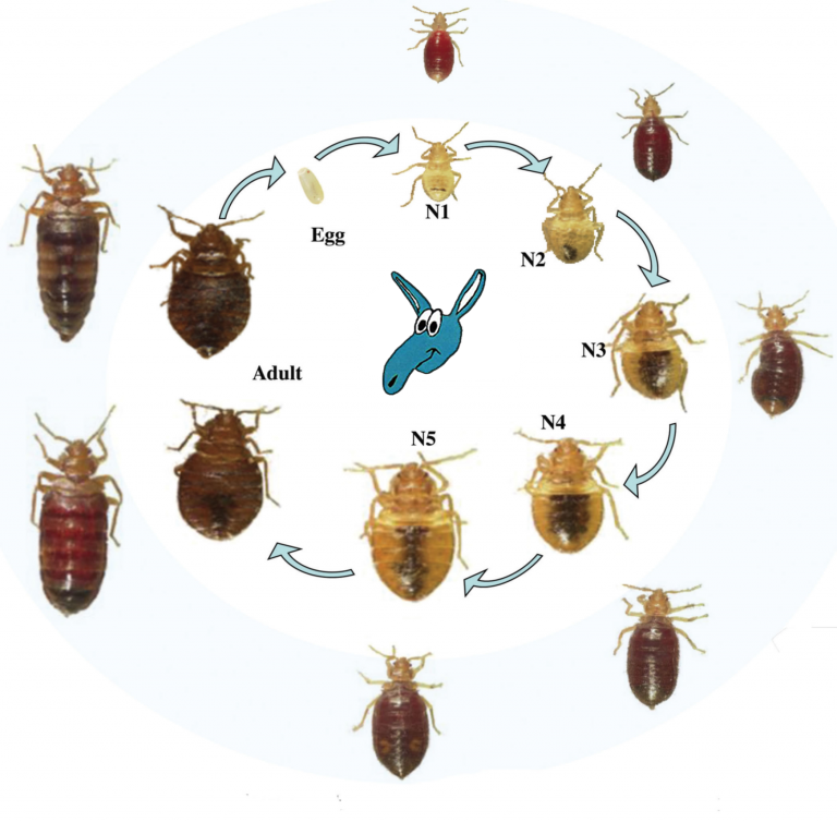 The Life Cycle Of A Bed Bug Bedbugs What You Need To Know